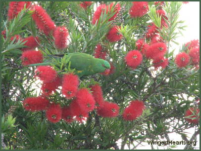 Scaly-breasted lorikeet friends