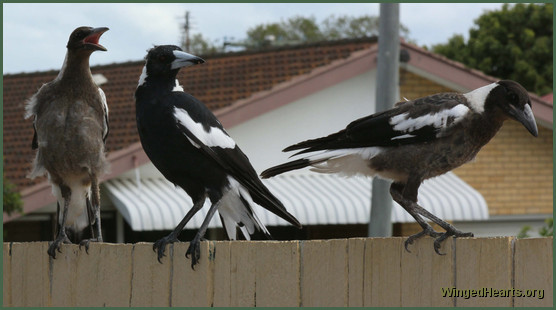 Daddy magpie with 2 juvis