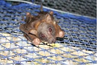 red flying fox