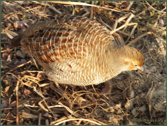 partridges - ranthambore