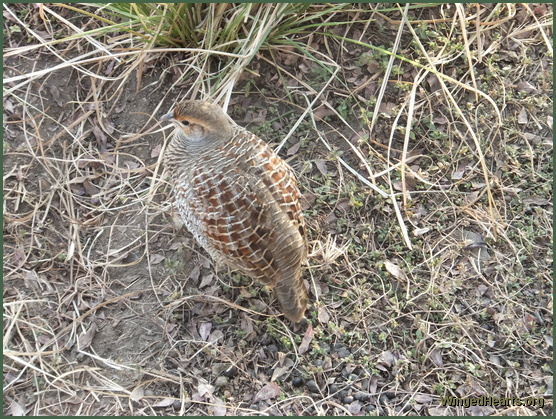 partridge - ranthambore