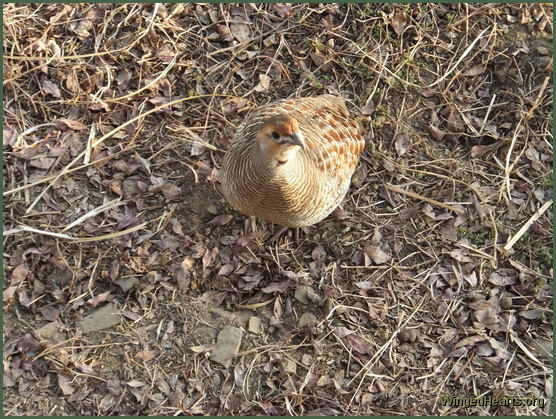 partridge - ranthambore