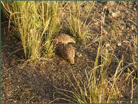 partridges at ranthambore