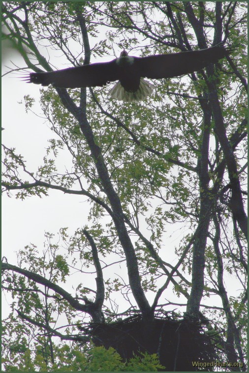 eagle flying over it's nest