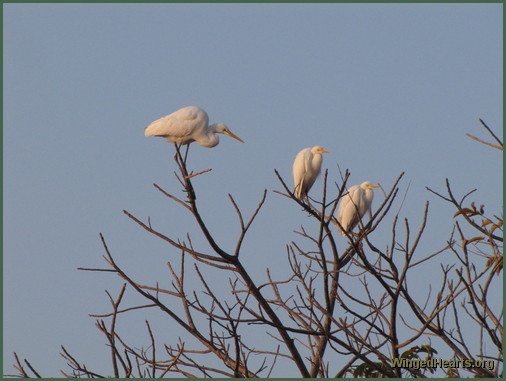 cranes at ranthambore