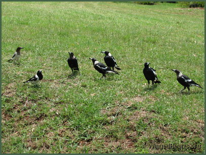 Family of magpies and butcherbirds