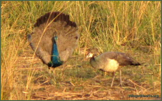 peacock-peahen at Ranthambore