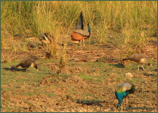 peacocks peahens at ranthambore